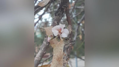 'Qashqadaryoda bodom gullagani xabar qilindi'ning rasmi