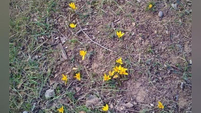 Изрображение 'В Кашкадарье зацвели подснежники'