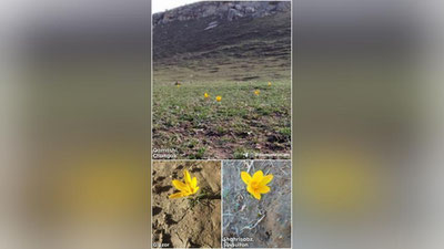 'Қашқадарёнинг бир нечта туманида бойчечаклар очилди'ning rasmi