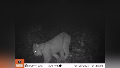 Изрображение 'В Госкомэкологии показали животных, попавших на "фотоловушку" в Гиссарском заповеднике'