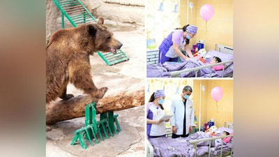 'Onasi tashlab yuborgan qizchaga tegmagan Toshkent hayvonot bog`idagi ayiqni ochiq tabiatga qo`yib yuborish taklif qilindi'ning rasmi