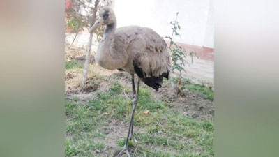 'Сурхондарёдаги хонадонга бўйи 1 метрдан баланд Европа турнаси келиб қолди'ning rasmi