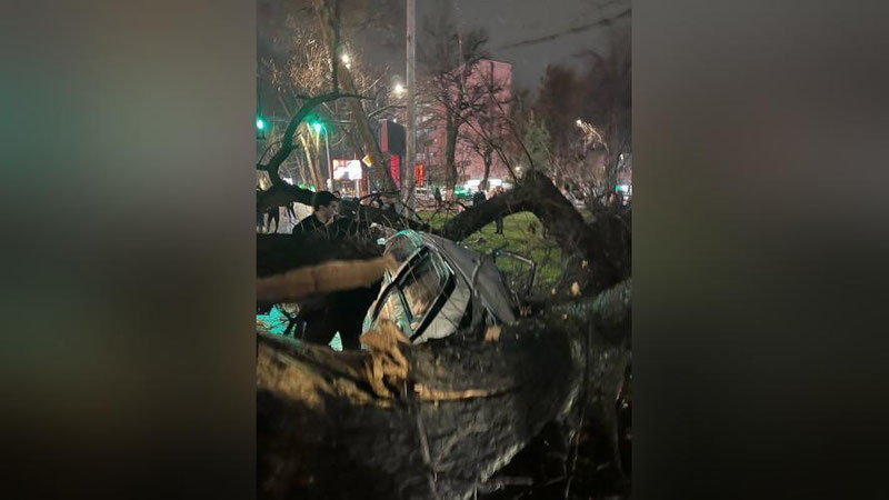 Изрображение 'В Ташкенте упавшее дерево раздавило три автомобиля (фото)'