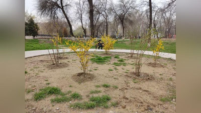 Изрображение 'В Узбекистане до +24: погода на 1 апреля'