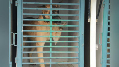 'Миллий кинология марказига 3 бош бельгия овчаркаси ва 2 бош немис овчаркаси олиб келинди (фото)'ning rasmi