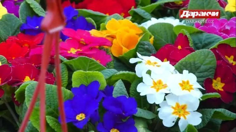 '"Март, апрель ва май ойлари бизнинг “сезонимиз”. Гуллар "орасидан" ҳар ой 15 миллион топадиган оила...'ning rasmi