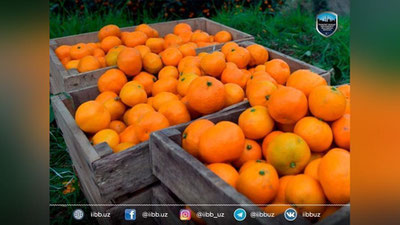 Изрображение 'На рынке Куйлюк мужчина украл 12 ящиков с мандаринами, оставшихся без присмотра'