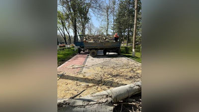 Изрображение 'У дворца "Туркистон" срубили тополя и чинару: в Госкомэкологии оправдали действия'