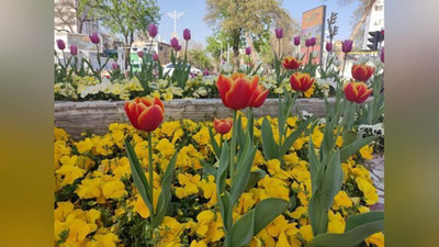 Изрображение 'В Ташкенте +29: погода на 8 апреля'