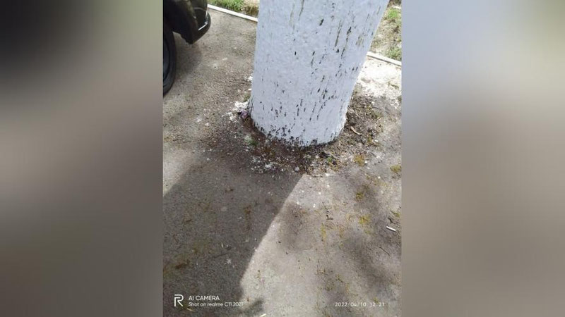 Изрображение 'Ташкентцев попросили сообщать на Xalq Nazorati при выявлении забетонированных деревьев'