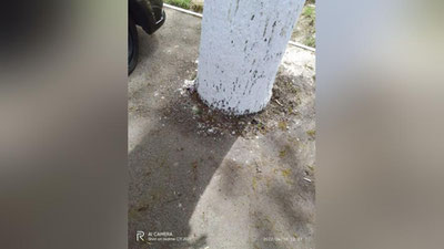 Изрображение 'Ташкентцев попросили сообщать на Xalq Nazorati при выявлении забетонированных деревьев'