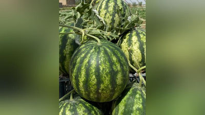 'Қашқадарёда тарвуз пишди'ning rasmi