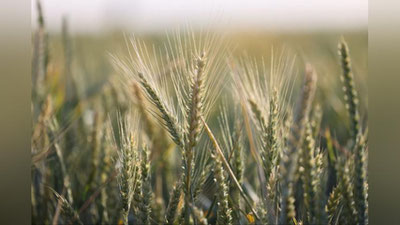 '2022 йил ғалла ҳосили учун кутилаётган минимал нархлар ҳақида маълумот берилди'ning rasmi