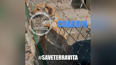 Изрображение 'Иск о закрытии Центра временного содержания животных в Самарканде отозван'