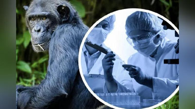 'ЖССТ: Маймун чечагини юқтирган беморларнинг ўн фоизи ҳаётдан кўз юммоқда'ning rasmi