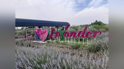 'Фарғонада 1 июндан лаванда сайлига старт берилади'ning rasmi