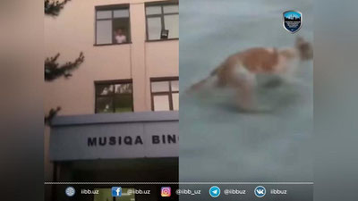 Изрображение 'Учащийся музыкальной школы имени Глиэра в Ташкента выкинул кошку с третьего этажа'