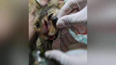 'Тошкентда мушуклар отиб кетилмоқда'ning rasmi