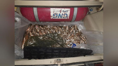 Изрображение 'В Ташкентской области трое граждан незаконно выловили 48 кг рыбы'