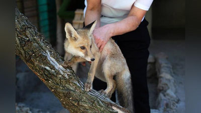 Изрображение 'В Ташкентском зоопарке выходили крайне истощенную лисицу'