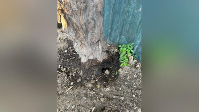 Изрображение 'В Ташкенте деревья специально заливали соляркой, чтобы высушить: реакция Госкомэкологии (фото)'