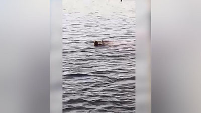 'Хургададаги акула ҳужумида яна бир аёл ҳалок бўлди'ning rasmi