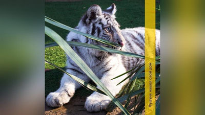 Изрображение 'В Ташкентском зоопарке появился новый питомец - белый тигренок Фуфуня'