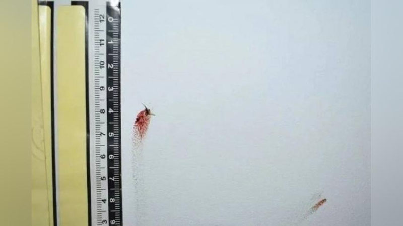 Изрображение 'В Китае полиция поймала вора благодаря раздавленному на стене комару'