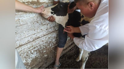 'Андижонда чорва моллари бруцеллёзга қарши текширилмоқда'ning rasmi