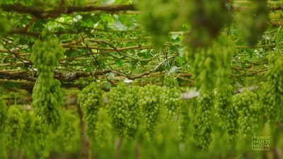 Изрображение 'В этом году урожай винограда в Узбекистане ожидается в количестве 1,8 млн тонн'