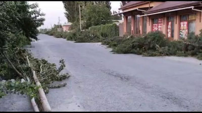 Изрображение 'Массовое уничтожение деревьев произошло в одной из махаллей Ферганской области (фото, видео)'