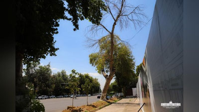 'Toshkentda yana qurilish ishlari sabab daraxtlar ildizi zarar ko`rgani aytildi'ning rasmi