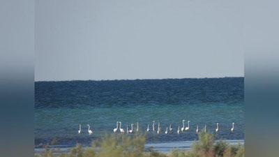 Изрображение 'Стаю фламинго заметили на озере Сарыкамыш в Каракалпакстане'