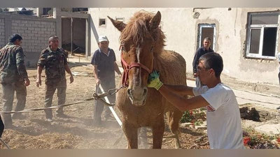 'Yangiyo`lda ot 4 metr chuqurlikdagi quduqqa tushib ketdi'ning rasmi