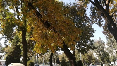 Изрображение 'После небольшого похолодания в Узбекистан снова вернулось тепло: погода на 20 ноября'