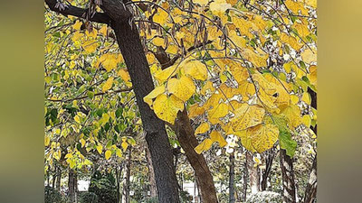 Изрображение 'Синоптики рассказали о рекордах ноября в Узбекистане'