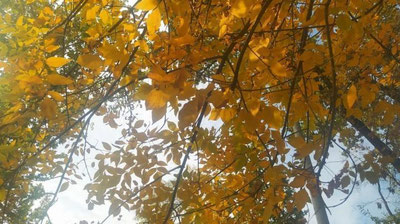 Изрображение 'Синоптики рассказали, какими ожидаются выходные в Узбекистане'