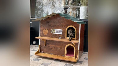 Изрображение 'Проект "Мушуккент": все больше котодомиков для  бездомных кошек'