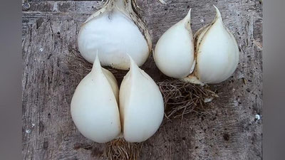 Изрображение 'Ученым в Узбекистане удалось вывести новый сорт рокамболя'