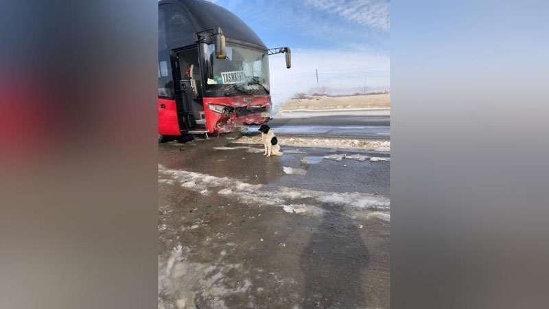 'Samarqandda "Jiguli" avtobus yo`liga chiqib ketishi oqibatida ikki kishi halok bo`ldi, yana uch odam shifoxonada'ning rasmi