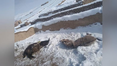 'Afg`onistonda anomal sovuqdan sakkiz mingga yaqin jonivor halok bo`ldi'ning rasmi