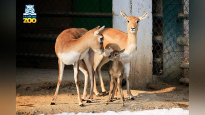 Изрображение 'В Ташкентском зоопарке - пополнение: у семейства антилоп родился детеныш'