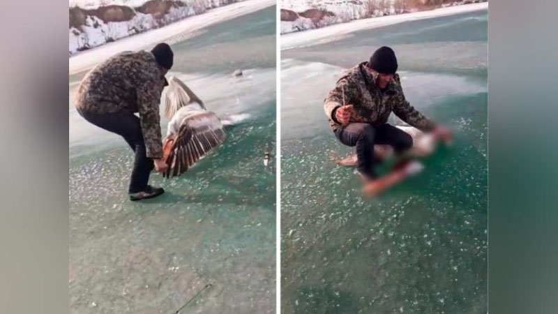 Изрображение 'В Джизакской области нашли рыбака, отрезавшего голову краснокнижному пеликану (видео)'