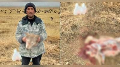 Изрображение 'В Джизаке мужчина похвастался в сети отрезанной головой волка и был оштрафован'