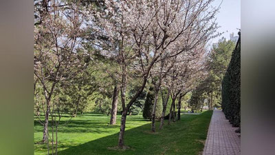 Изрображение 'В Ташкенте воздух прогреется до +19'