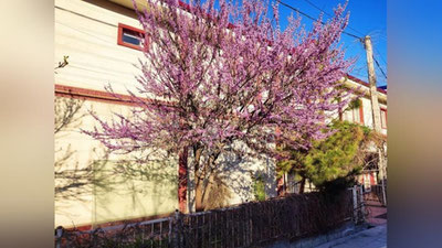 Изрображение 'В Ташкенте днем потеплеет до +23'