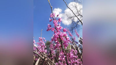 Изрображение 'В Ташкенте без осадков: погода на 31 марта'