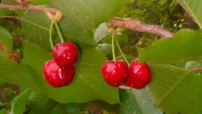 Изрображение 'На юге Узбекистана созрела первая черешня'