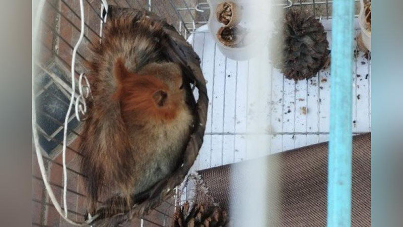 'Toshkentdagi kafelarning birida mijozlarning ko`nglini ovlash uchun qafasda olmaxon saqlangan'ning rasmi