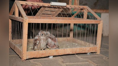 Изрображение 'На Юнусабаде в машине нашли и изъяли двух аистов и двух птенцов сокола (видео)'